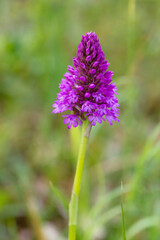 Pyramidal Orchid (Anacamptis pyramidalis) flowering in an arboretum