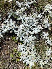 Edelweiss flowers  or Leontopodium plants grow high rocky slopes. Wild uncultivated flowers from mountains of Europe