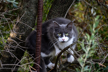Cure grey cat on a tree posing for the camera.