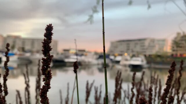 Plantas en el puerto - Plants in the port.