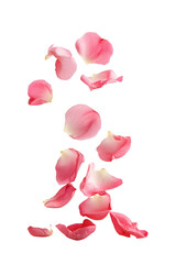 falling pink rose petals isolated png transparent background