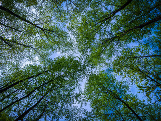 Tree Canopy