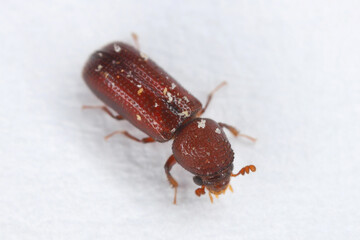 Rhyzopertha dominica (Lesser grain borer). A beetle of the Bostrichidae (powderpost beetles)...
