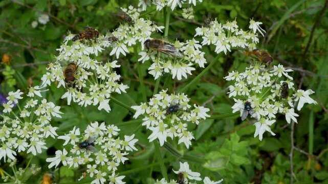plusieurs gu&ecirc;pes qui butinent ensemble sur des fleurs de montagne
