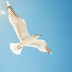 Fototapeta premium seagull flying in the sky