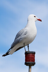 Gaviota de Audouin Ichthyaetus audouinii posada en luz de barco con fondo de cielo azul con nubes