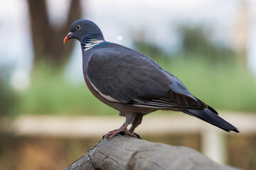 Paloma torcaz Columba palumbus posada en pasamanos de madera con hermoso bokeh