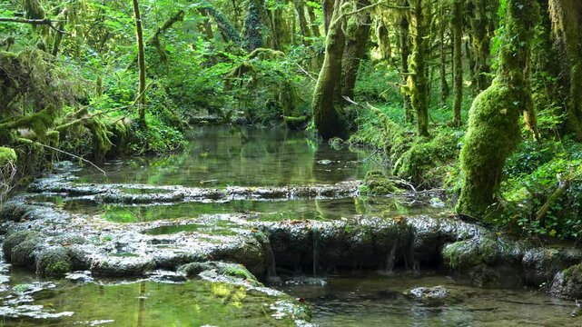 un paysage verdoyant avec un ruisseau qui s'&eacute;coule &agrave; travers des sous-bois