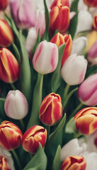 Fototapeta premium Happy Womens Day poster with tulips vertical