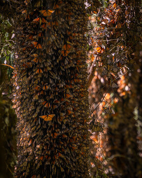 Arbol lleno de mariposas Monarcas