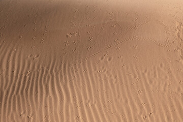 Sahara dunes, waves and footprints in the sand, background