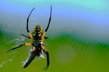 spider on a web