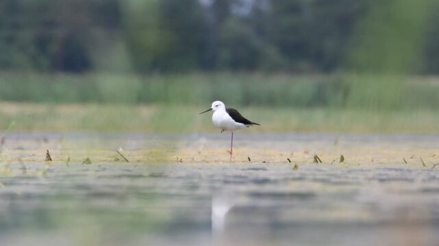 Himantopus himantopus aka Black-winged Stilt is standing on one leg and sleeping. Very hot summer day. Zicksee, Austria.