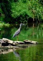 crane on the water