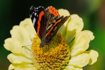 A butterfly is sitting on a yellow flower