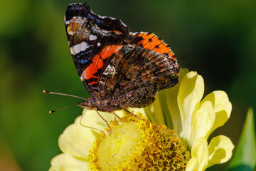 A butterfly is sitting on a yellow flower