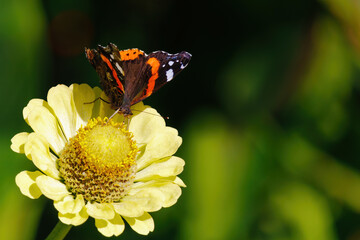 A butterfly is sitting on a yellow flower