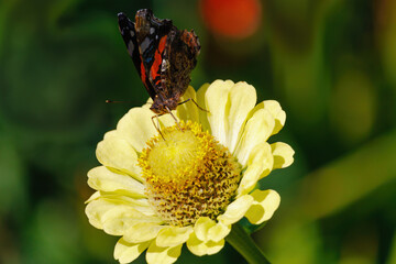 A butterfly is sitting on a yellow flower