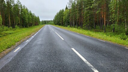 Fototapeta premium road in the forest
