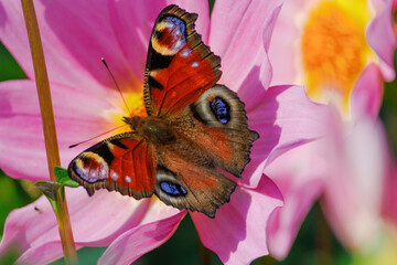 A butterfly is sitting on a yellow flower