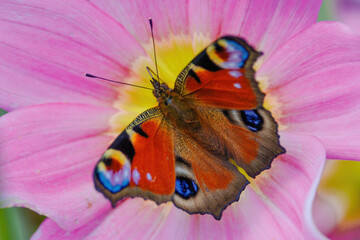 A butterfly is sitting on a yellow flower