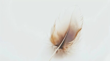 Fototapeta premium A single delicate feather with brown tips, poised elegantly on a clean, white background, evoking themes of lightness and simplicity.