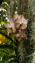 Storczyk Phalaenopsis Vanda 