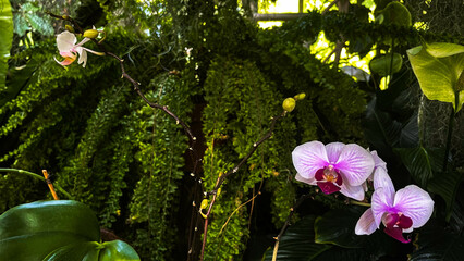 Storczyk Phalaenopsis