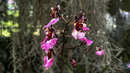 Obraz premium Oncidium Sharry Baby