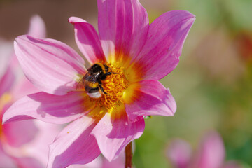 A bee is sitting on a pink flower