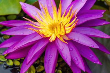 A purple flower with yellow petals is sitting in a pond