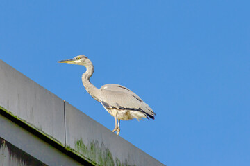 Fototapeta premium Grey heron is standing on a ledge in front of a blue sky