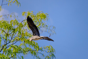 Grey heron is flying in the sky above a tree