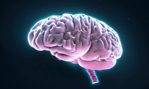 Human Brain Anatomy with Glowing Spinal Cord