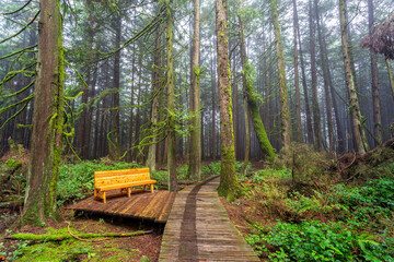 A newly crafted bench sits beside a meandering wooden path offering a place to pause and immerse yourself in the serene, calming atmosphere of a lush, misty rainforest in Burns Bog, North Delta, BC