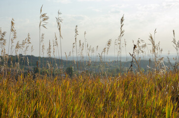 Dry autumn grass against the sky, natural background.