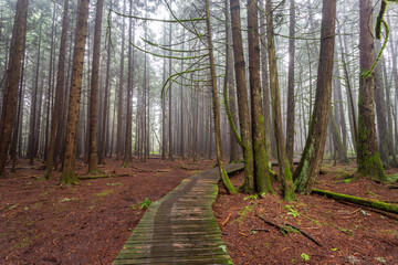 A boardwalk in a dark foggy forest