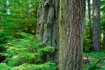 Lush Green Forest with Moss-Covered Trees