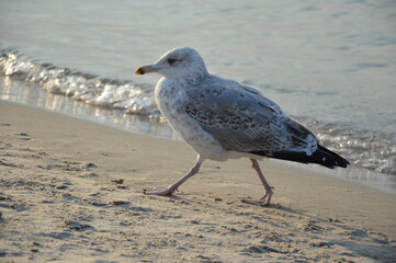 seagull 