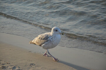 seagull 
