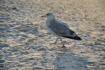seagull 