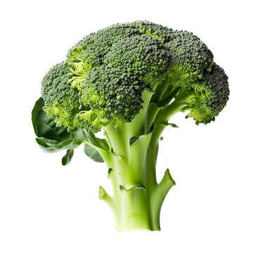 fresh broccoli isolated on transparent background