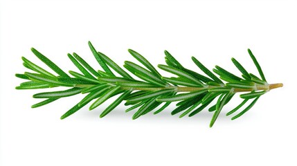 Fototapeta premium Sprig of Rosemary on White Background.With Clipping Path to Top
