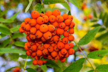 Rowan berry clusters orange berries hanging on branches in green foliage on a tree close-up photo botany plants medicinal herbs phytotherapy health benefits naturalness