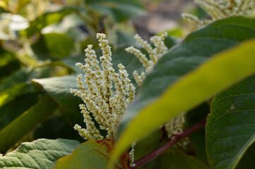 white flower-like clusters growing on a plant lush green leaves natural outdoor setting foliage botanical studies environmental awareness herbal natural products postcards spring summer biodiversity 