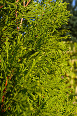 vibrant green evergreen foliage conifer texture leaves natural background nature gardening ads eco-friendly sustainable products environmental conservation initiatives digital designs seasonal holiday