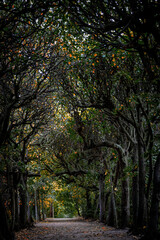 Obraz premium Autumn in the old garden