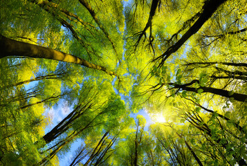 Majestic ultra wide angle worms-eye view to the illuminated green canopy in a beech forest with...