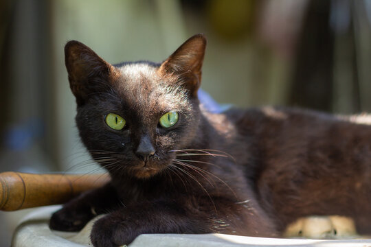 A captivating close-up of a black cat with mesmerizing green eyes resting