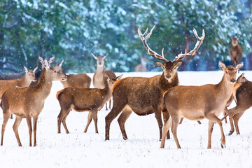 Fototapeta premium Christmas fairytale. Winter wildlife landscape with noble deers. Artistic winter christmas nature image. Many deers in winter.